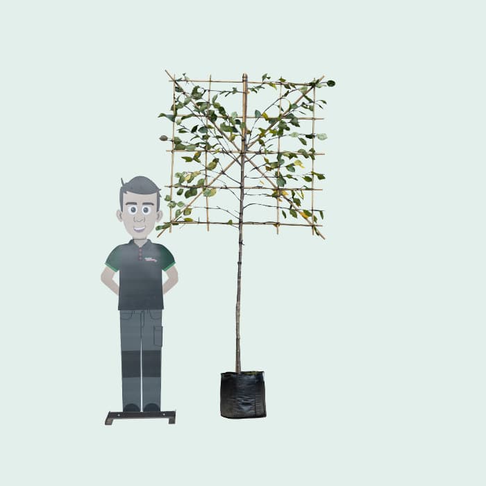 Rode sierappel leiboom 120 cm (120x120)