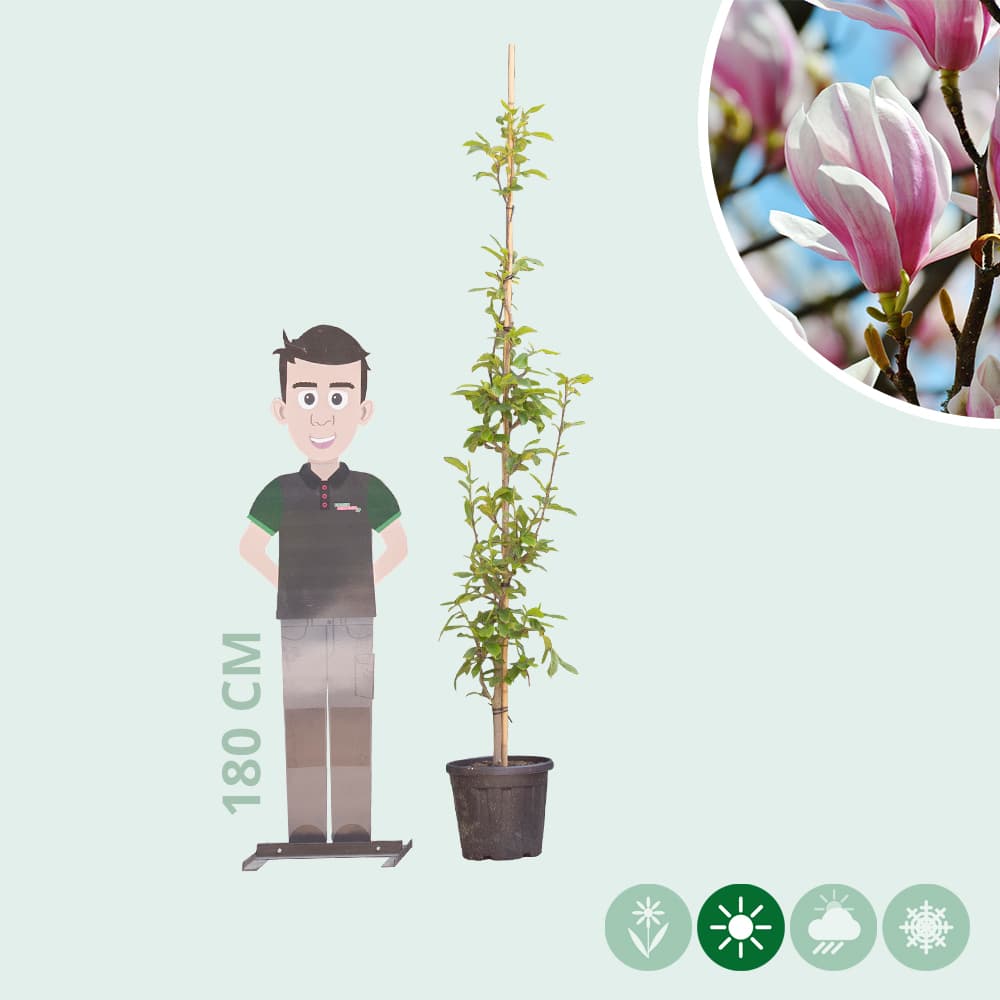 Magnolia soulangeana (laagstam)