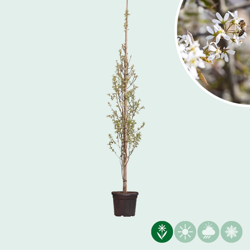 Zuil krentenboom (laagstam)