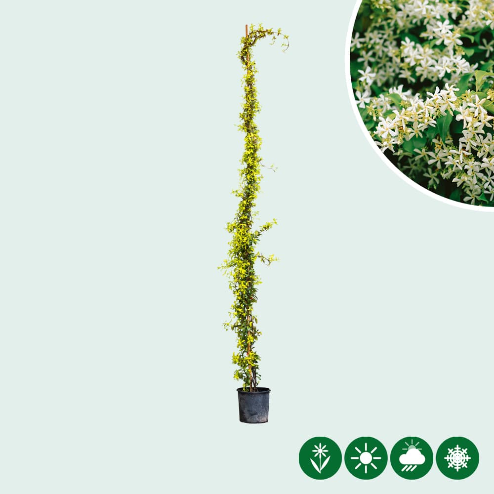 Toscaanse jasmijn 300 cm