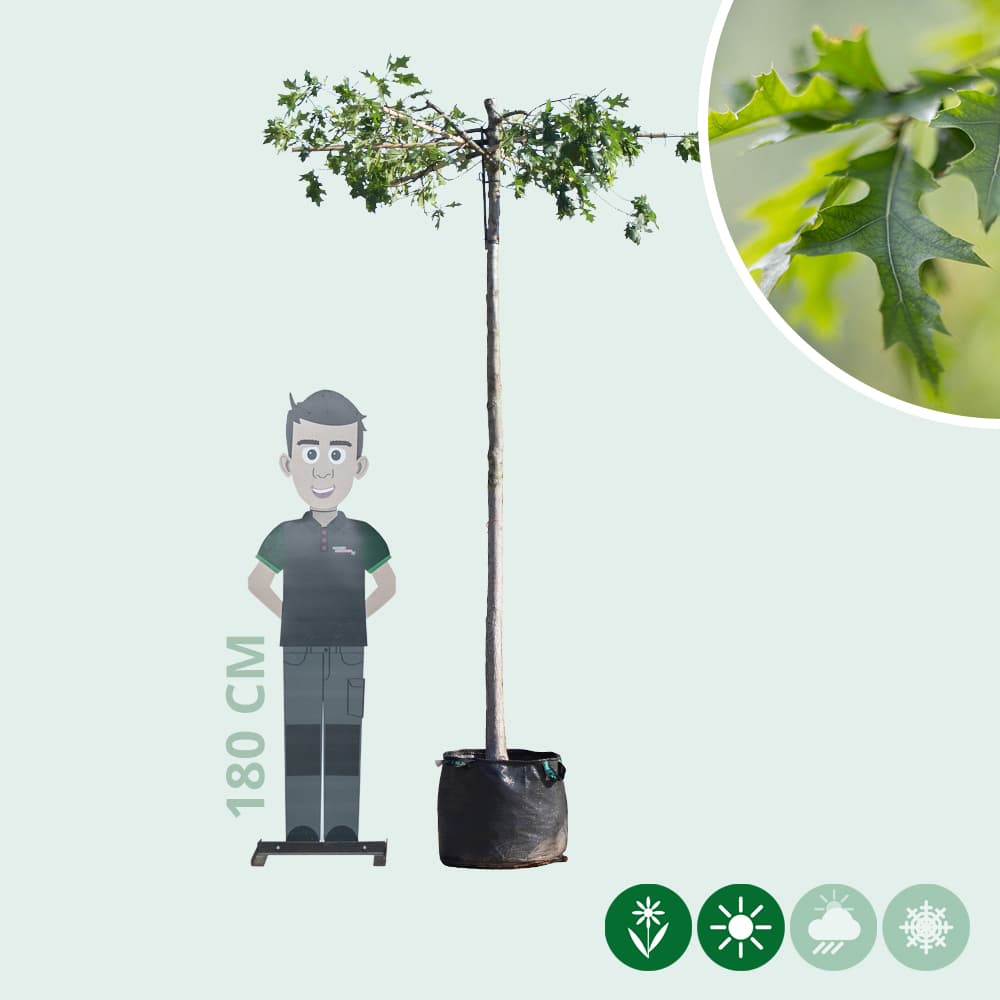 Moeraseik kruisdak 220 cm stamhoogte