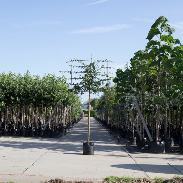 Veldesdoorn leiboom 180 cm