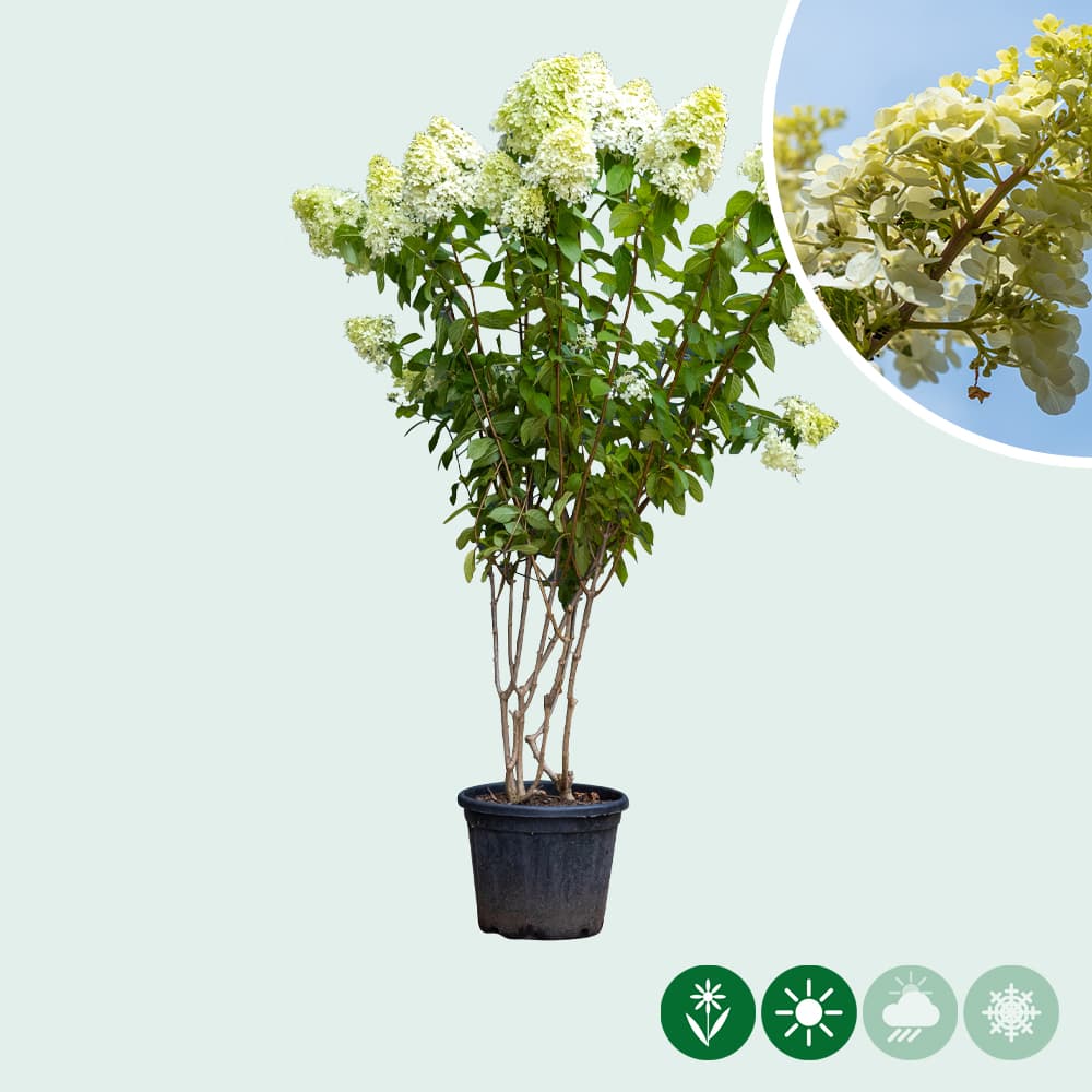 Hortensia 'Limelight' meerstammig