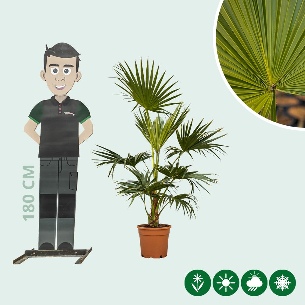 Schermpalm totaalhoogte 100-120 cm