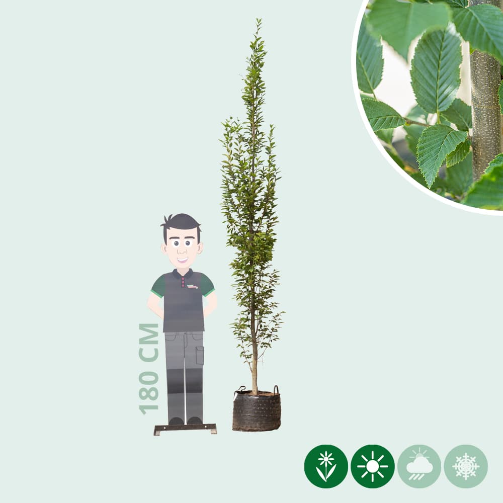 Zuil haagbeuk laagstam