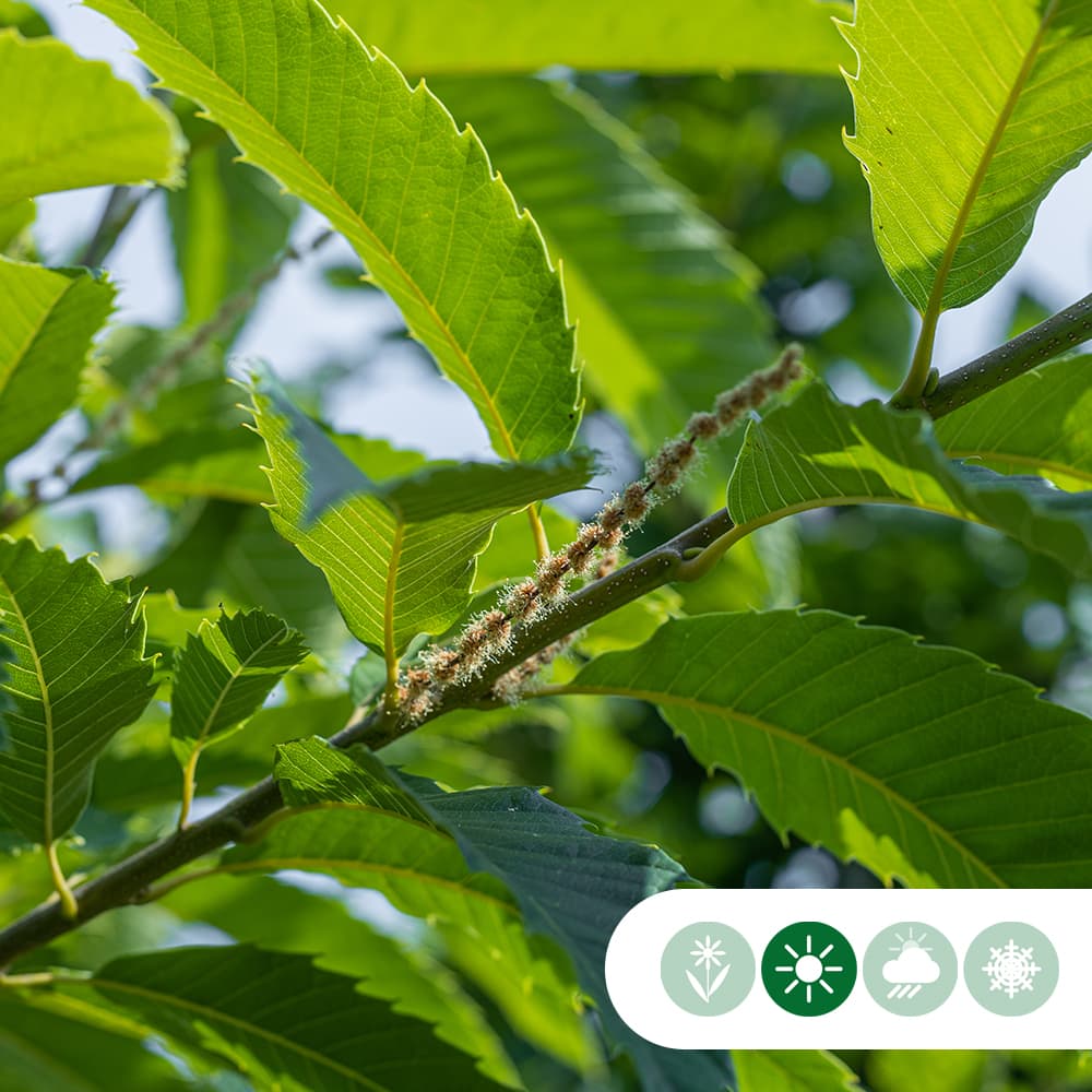 Tamme kastanje Dorree de Lyon