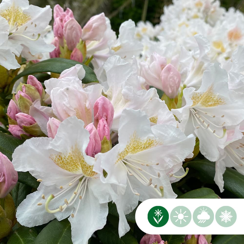Rhododendron Cunninghams White