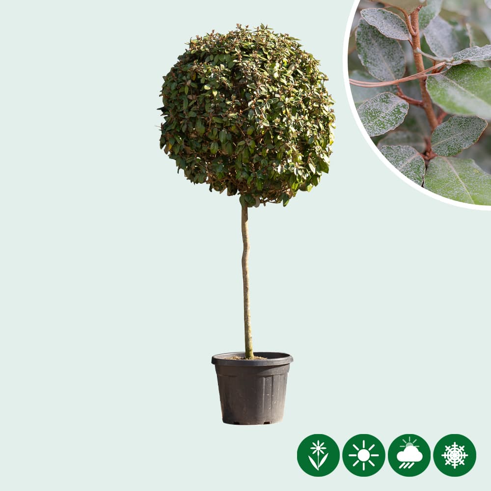 Groenblijvende bolbomen