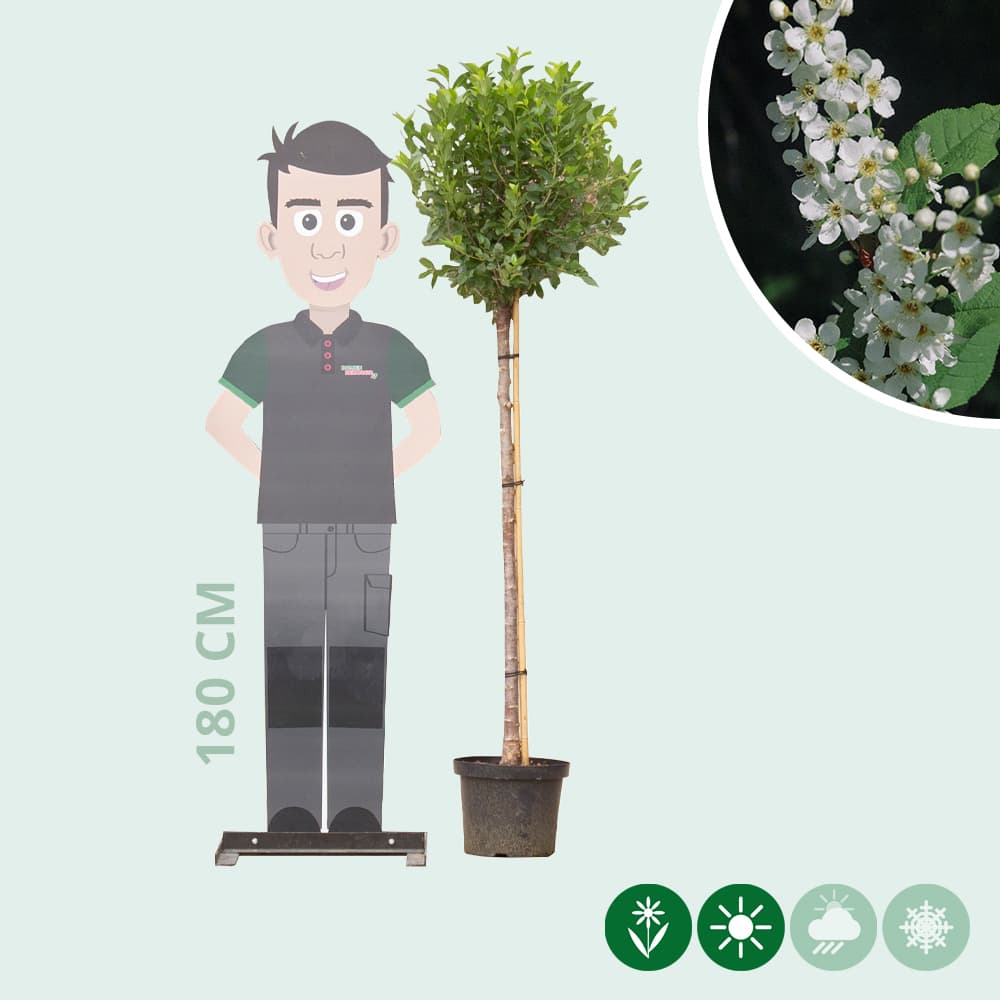 Bol sierkers 120 cm stamhoogte