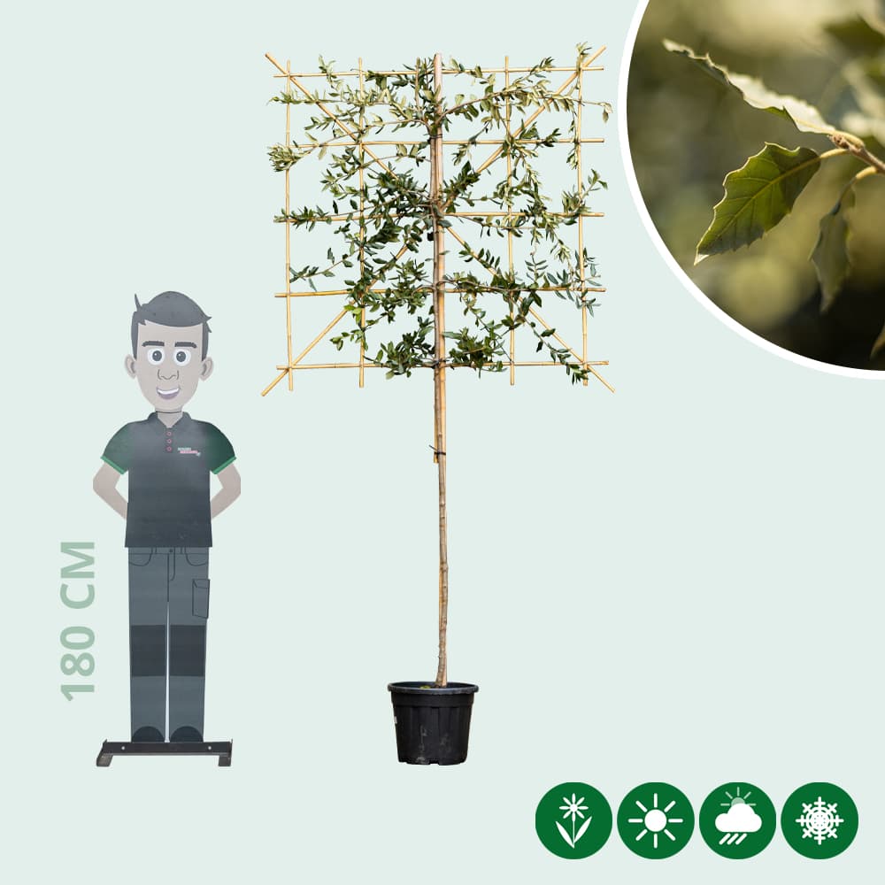 Steeneik leiboom 120 cm