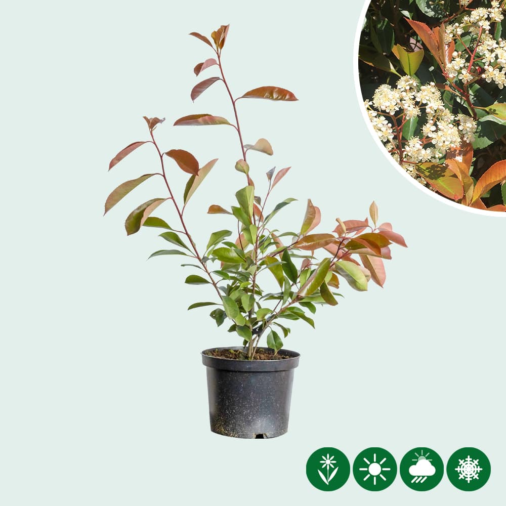 Photinia Red Robin haag 60 cm