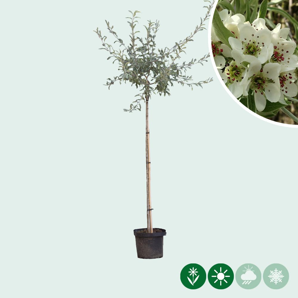 Wilgbladige treur sierpeer