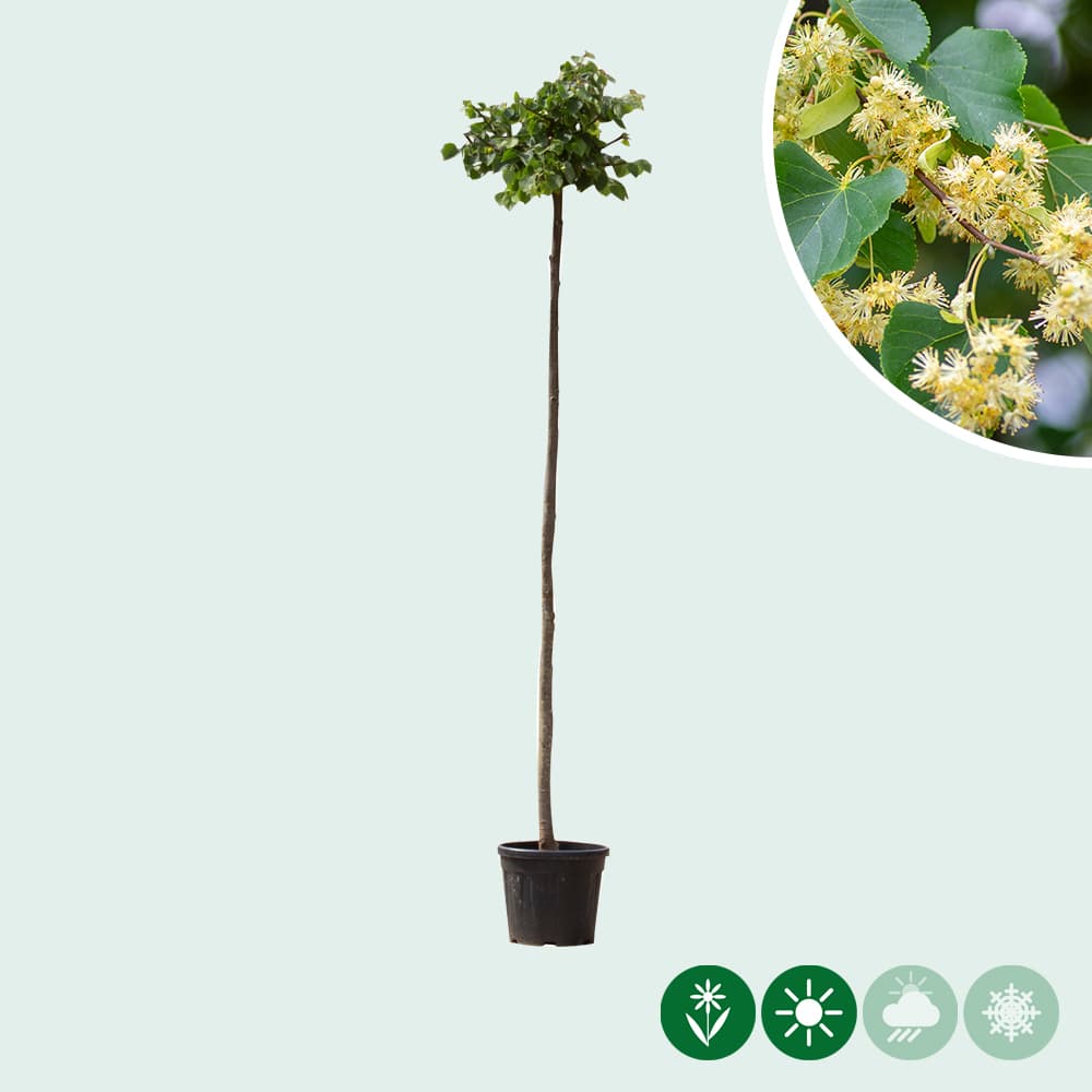 Bol linde 180 cm stamhoogte