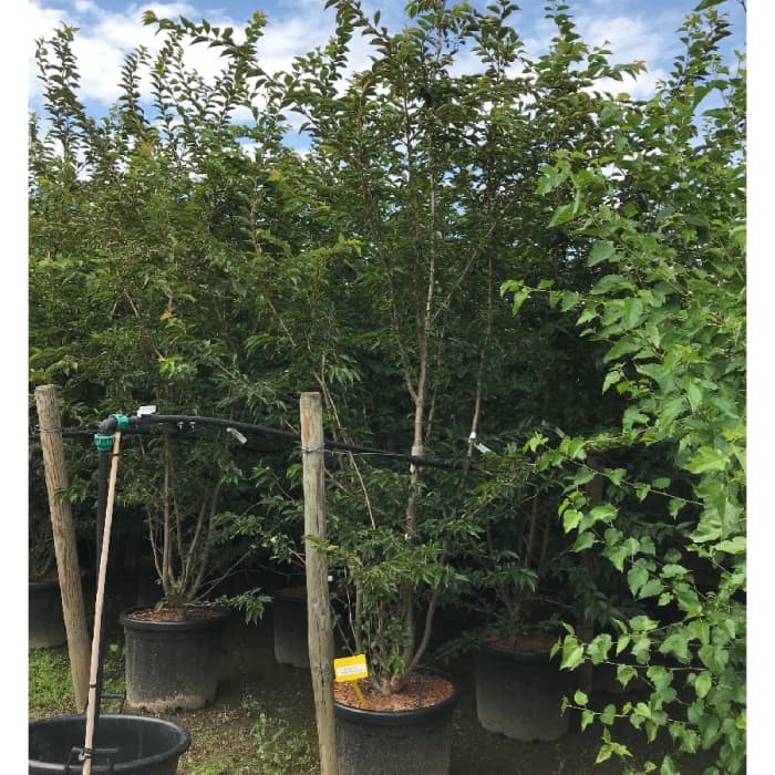 Japanse sierkers 'Autumnalis Rosea' solitair