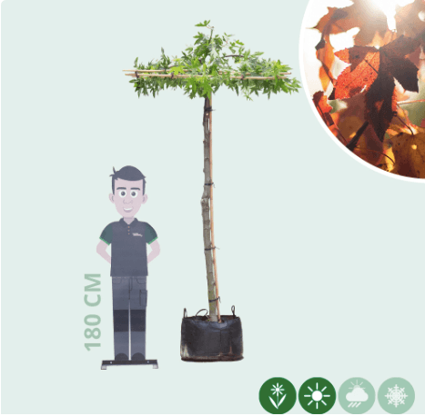 Amberboom vierkant dak 200-220 cm stamhoogte