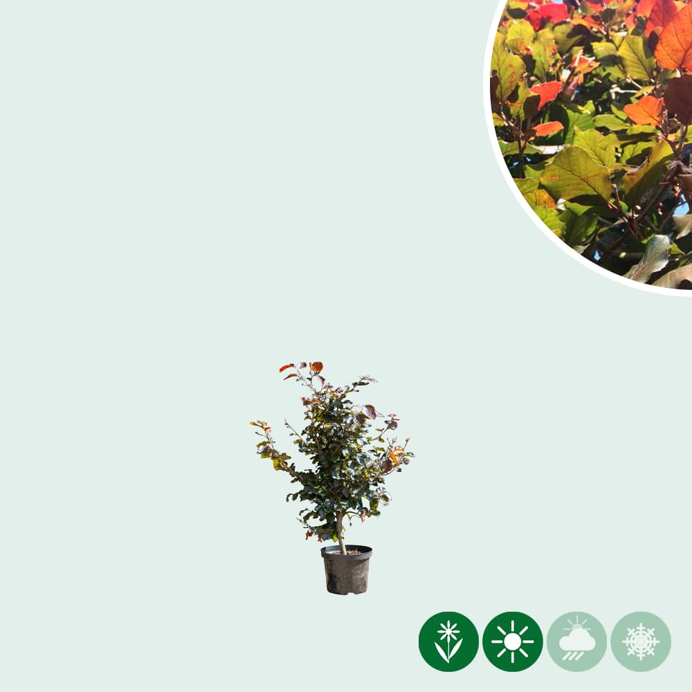 Rode beukenhaag 40 cm