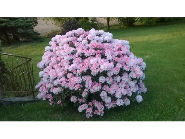 Rhododendron Percy wiseman