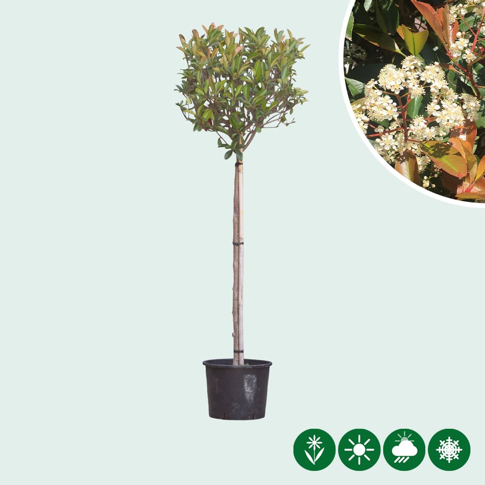 Bol Photinia