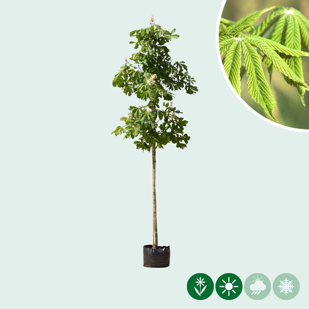 Witte paardenkastanje