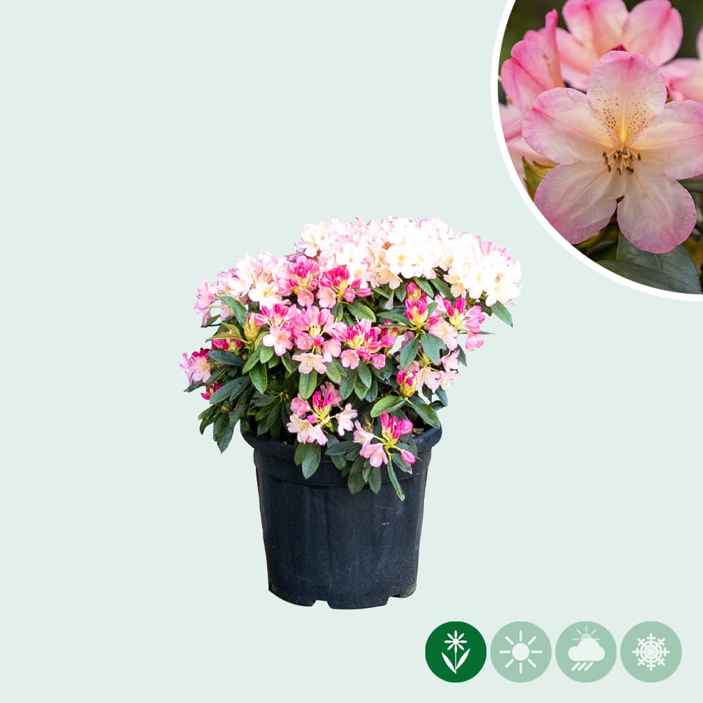 Rhododendron Percy wiseman