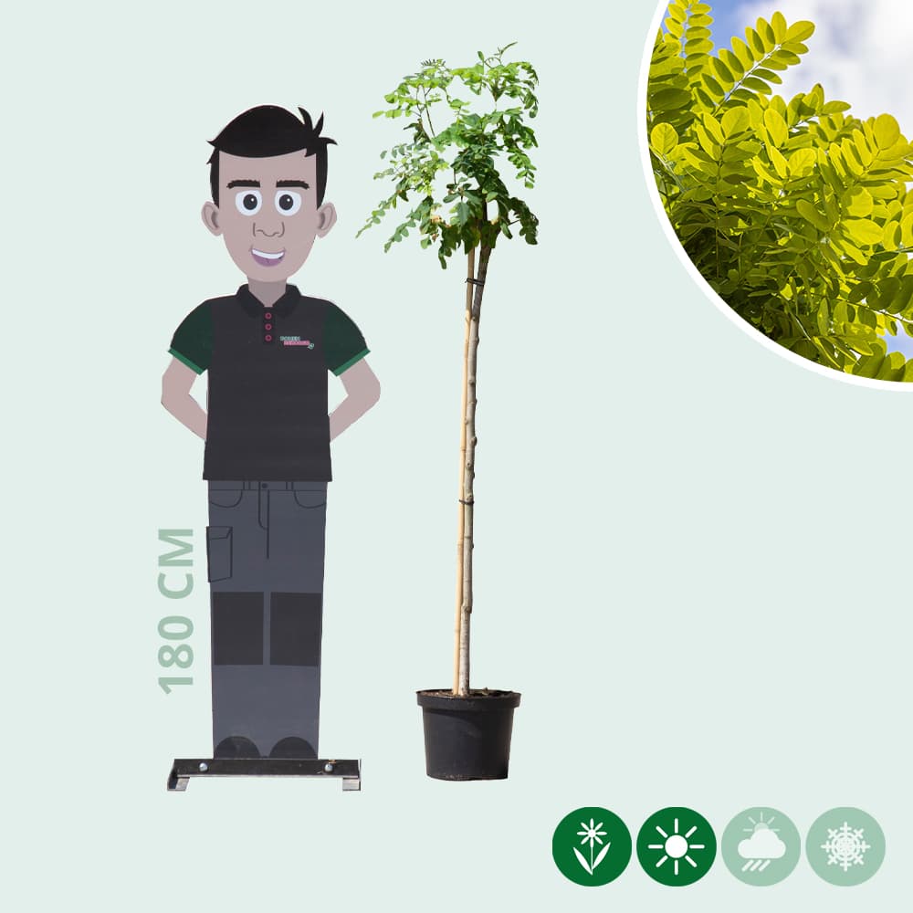 Bol acacia 120 cm stamhoogte