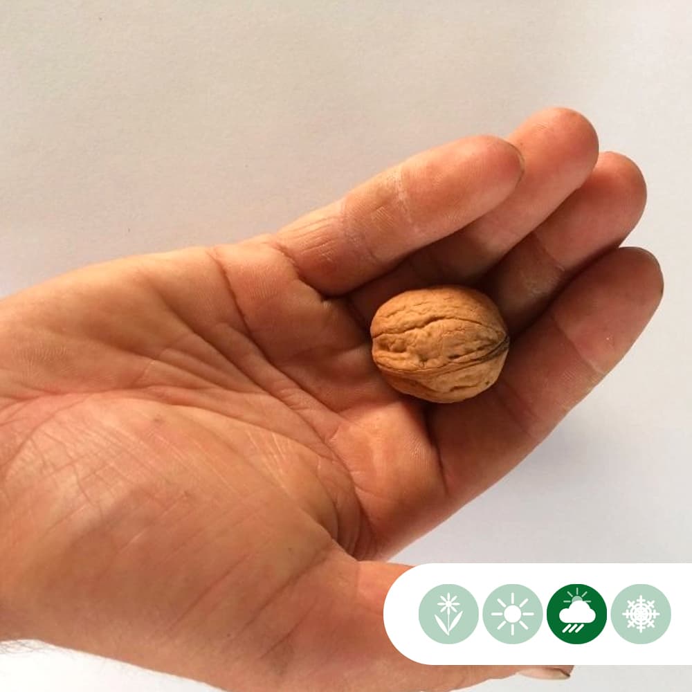 Roodbladige walnotenboom