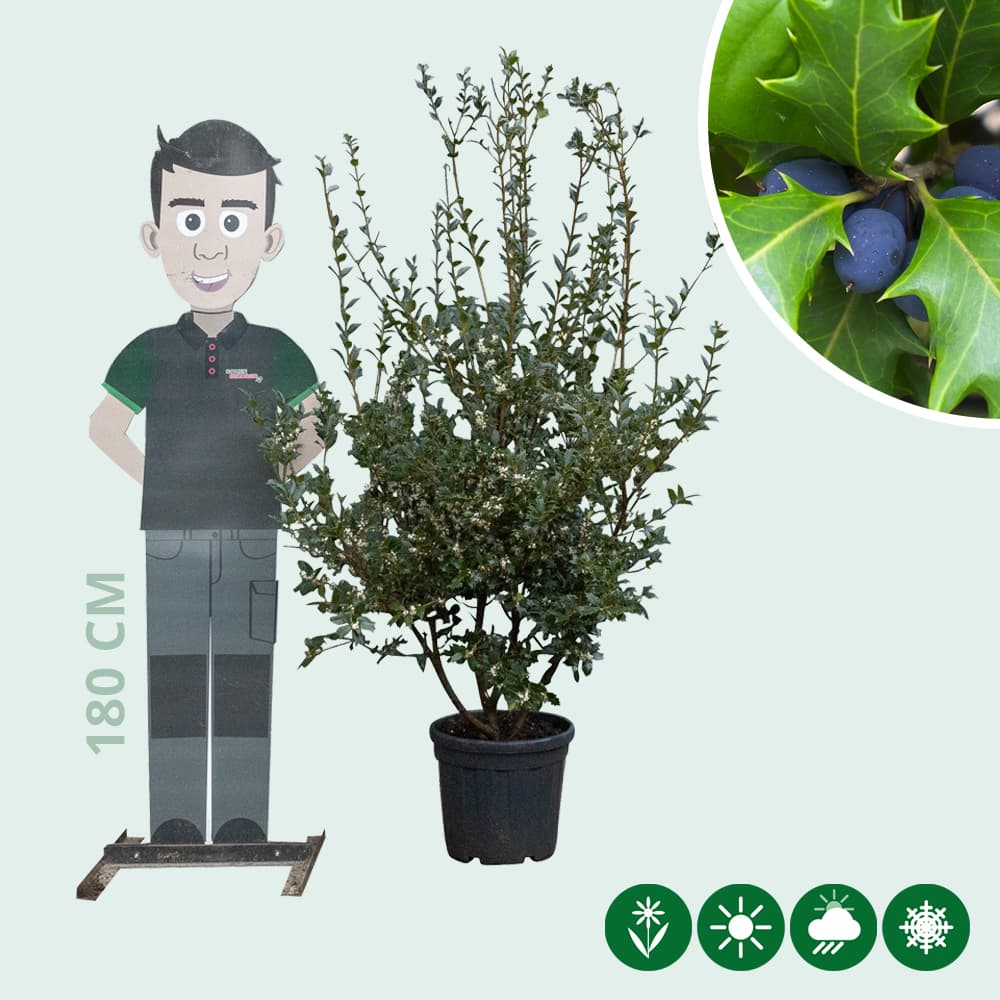 Schijnhulst meerstammig