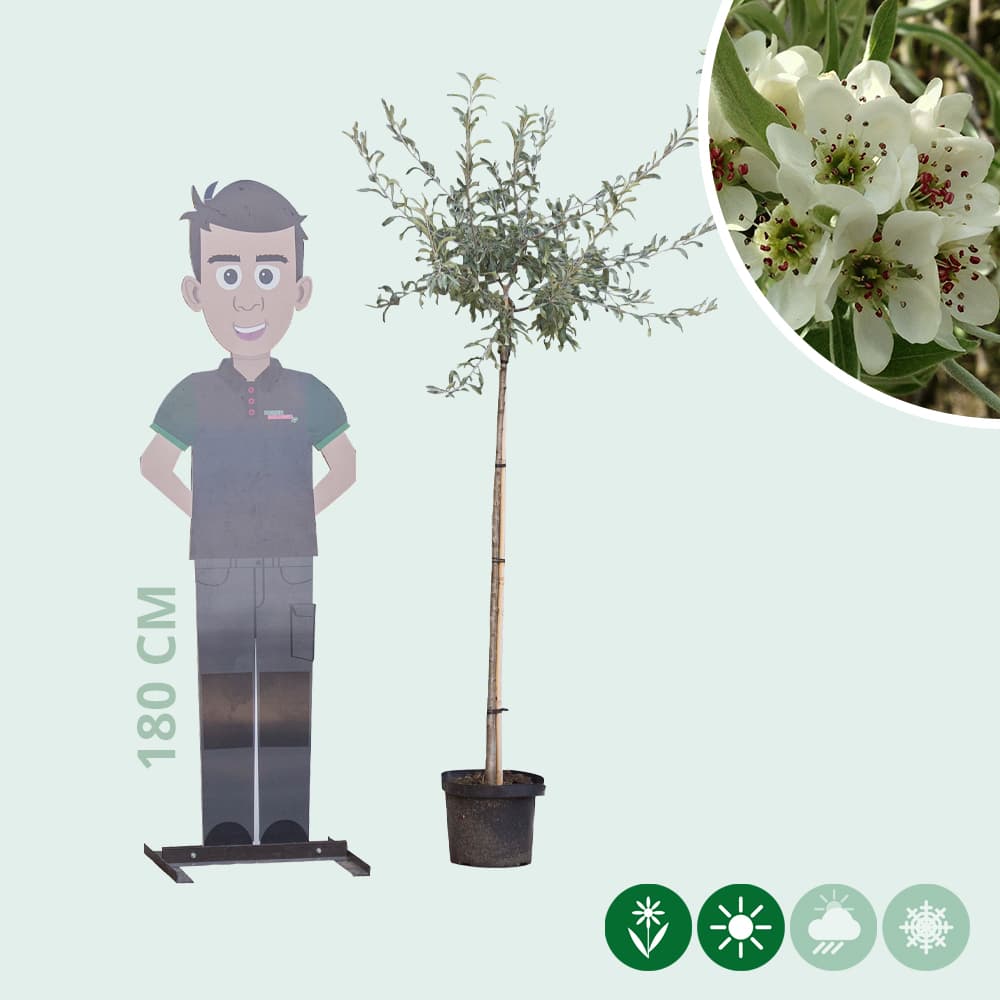 Wilgbladige treur sierpeer