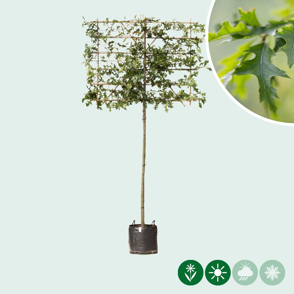 Moeraseik leiboom 180 cm