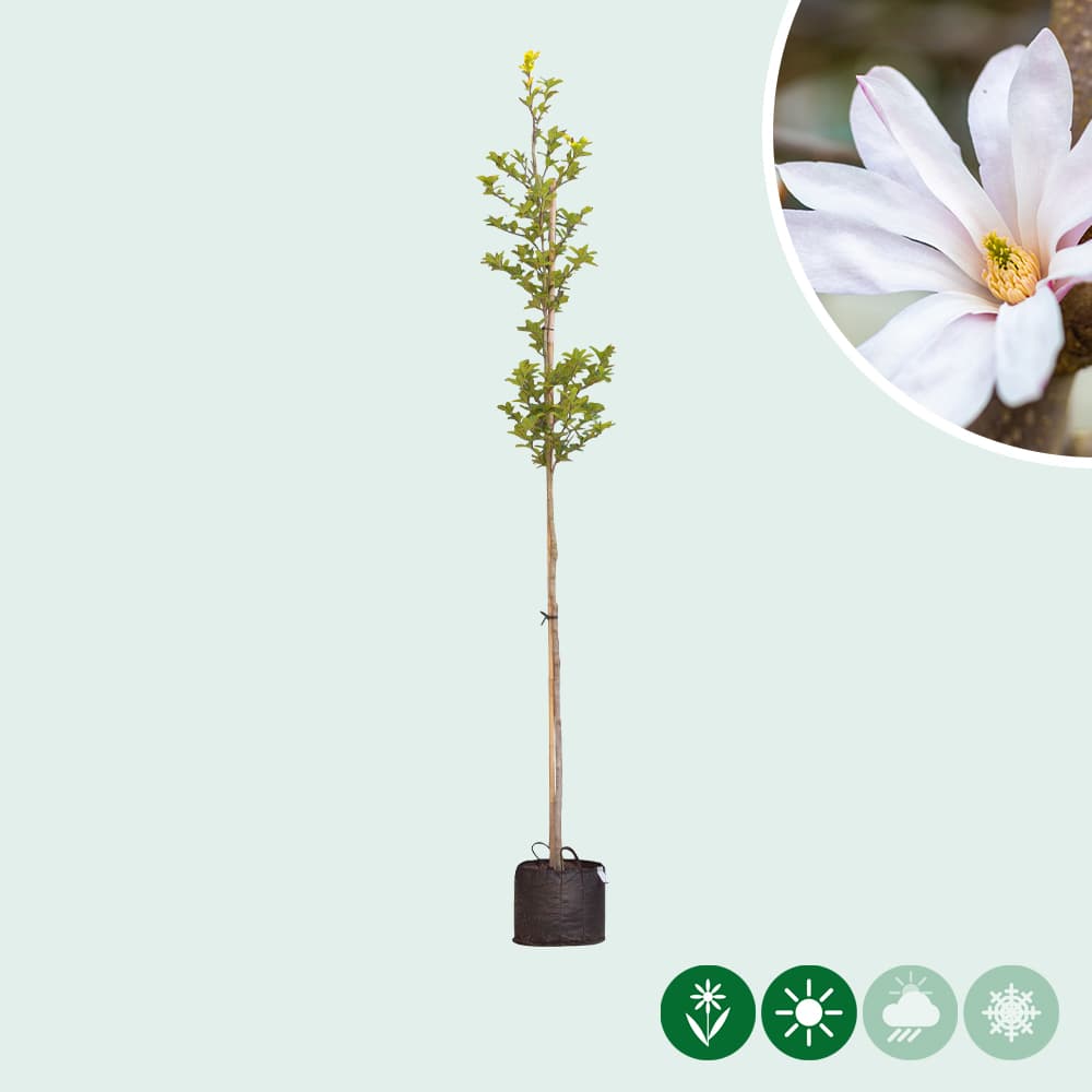 Magnolia 'Leonard Messel'