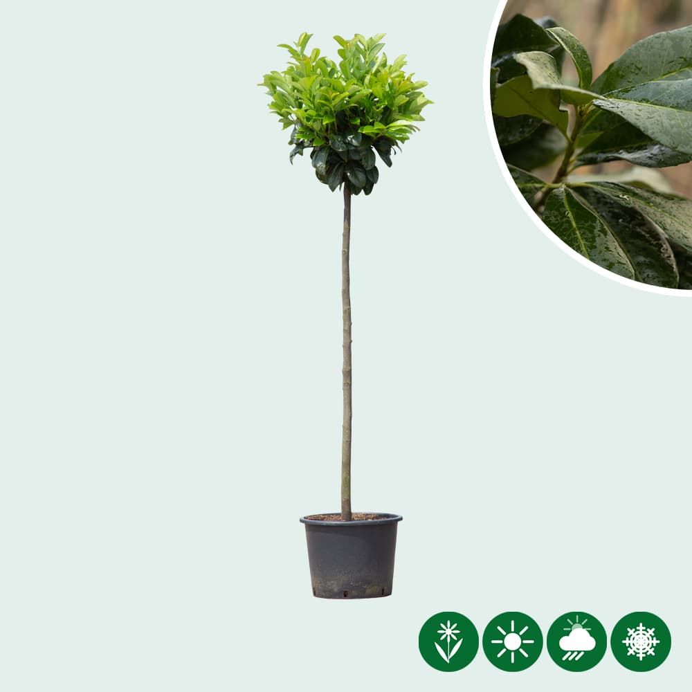 Bol laurier Etna 120 cm stamhoogte