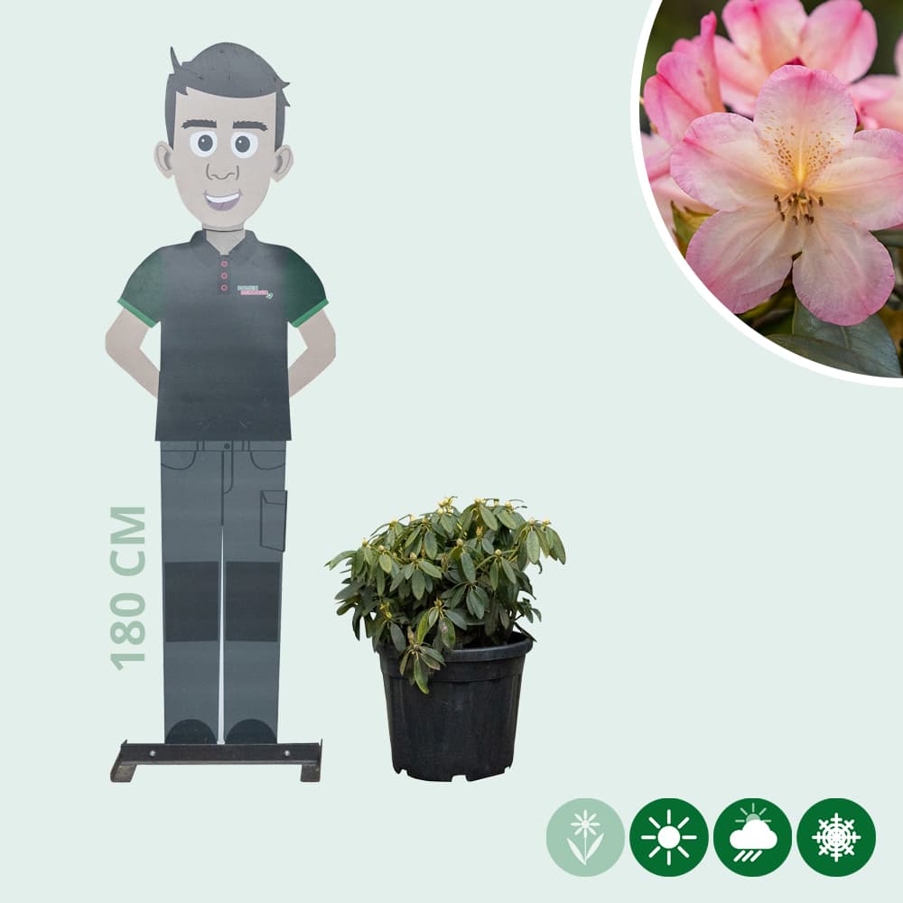 Rhododendron Percy wiseman