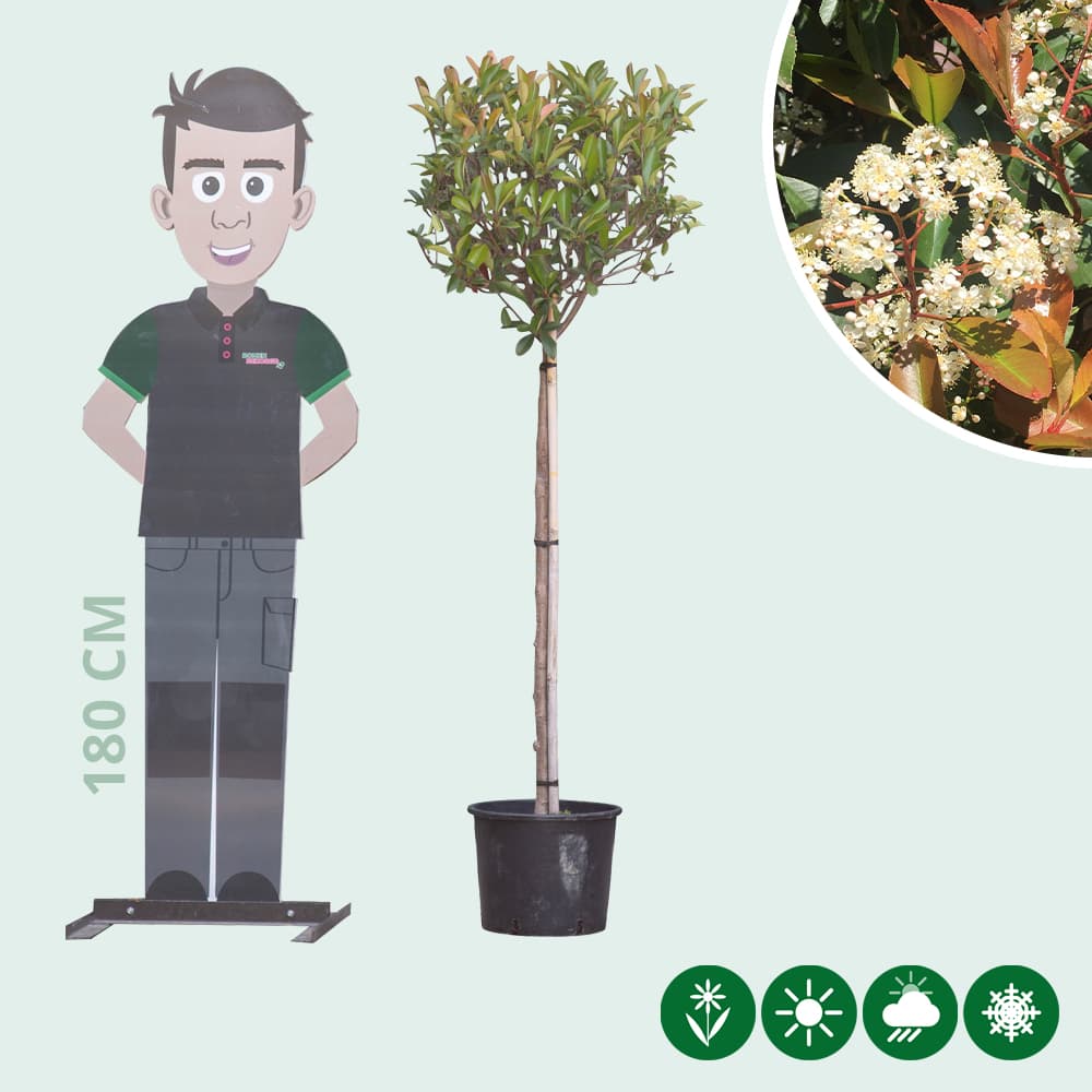 Bol Photinia