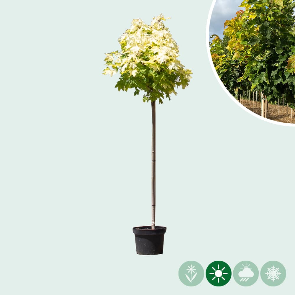 Gele bol esdoorn 120 cm stamhoogte