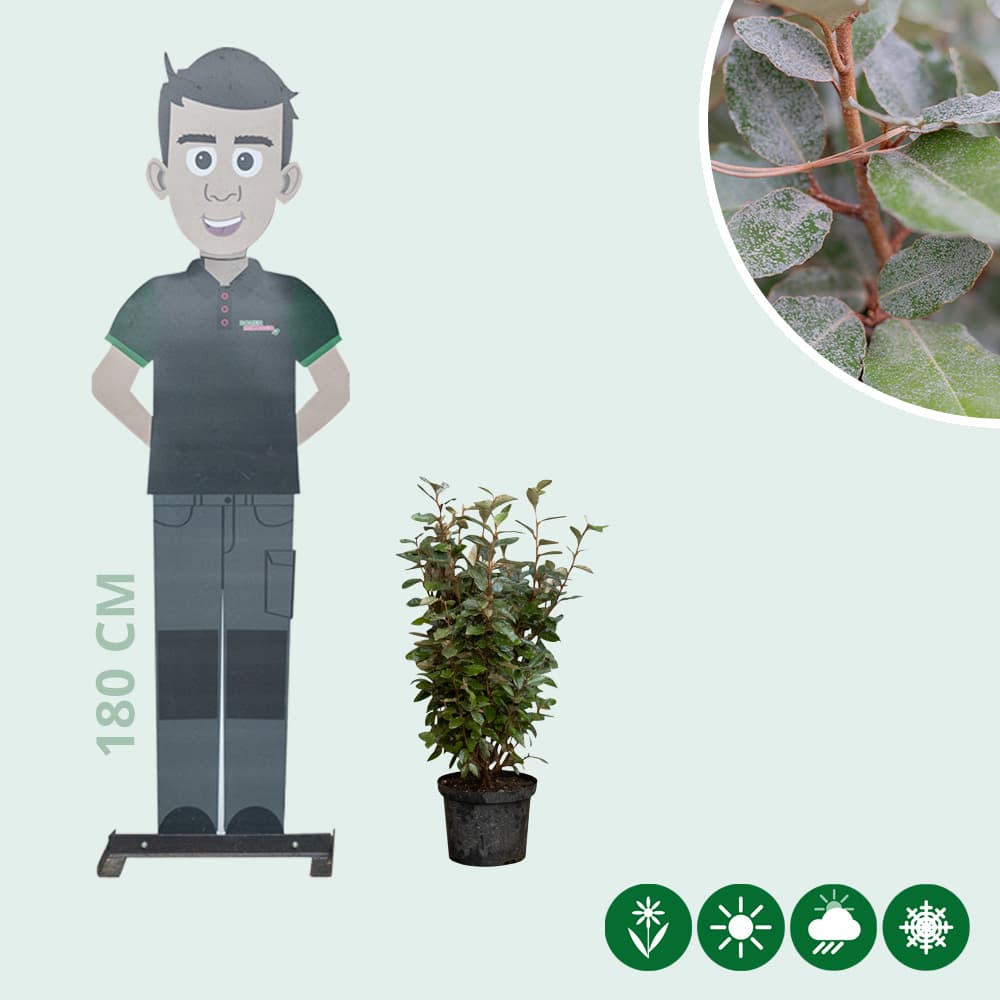 Olijfwilg haag 60 cm