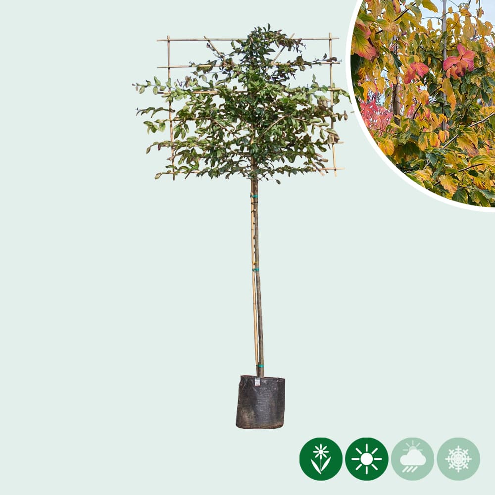 Parrotia leiboom 150 cm