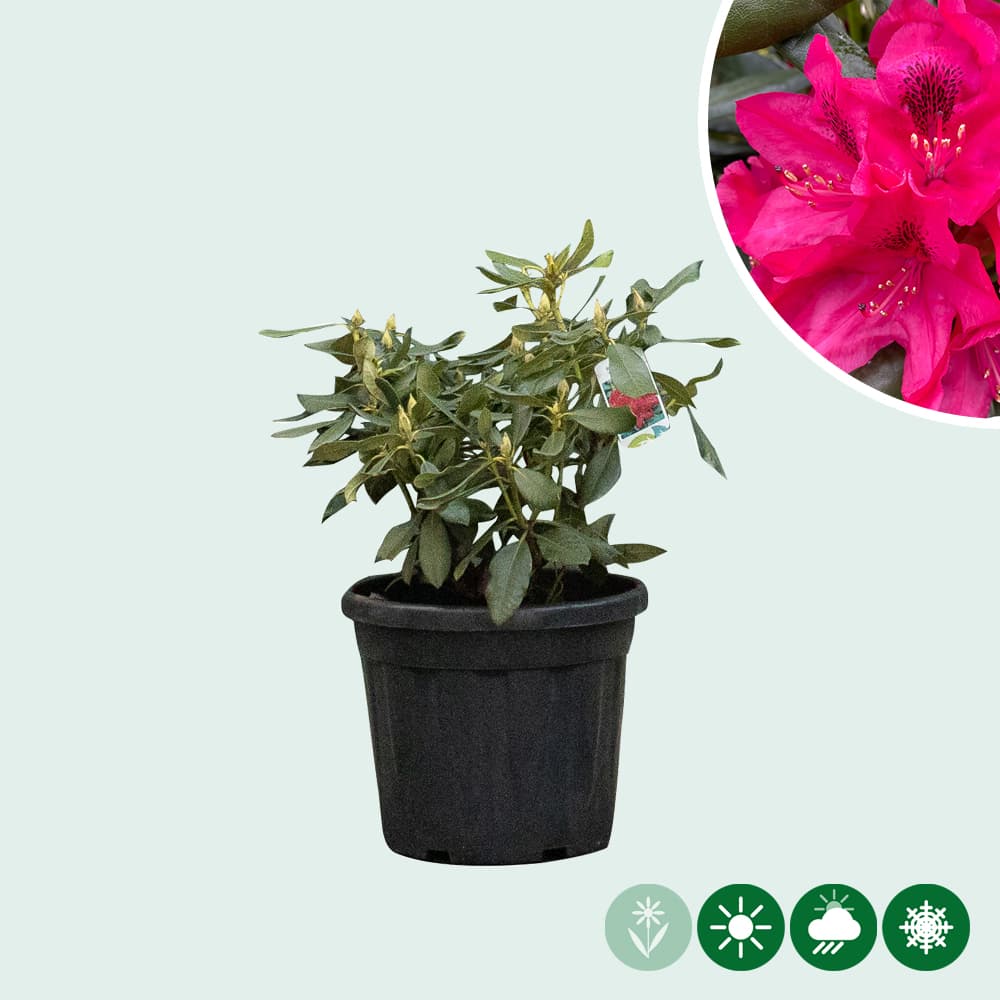 Rhododendron Nova Zembla