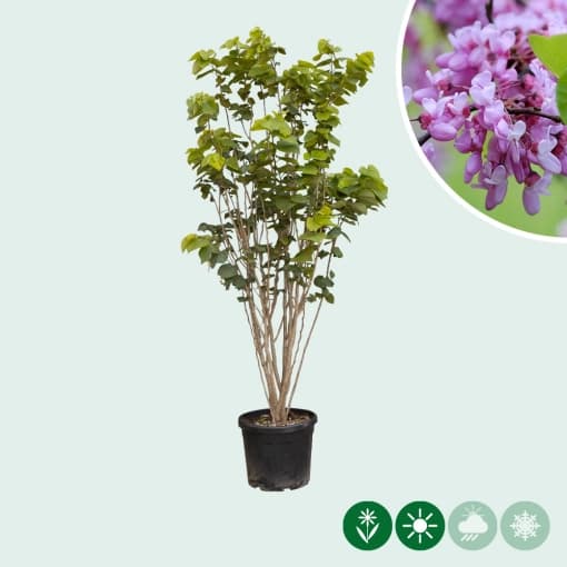 Meerstammige judasbomen