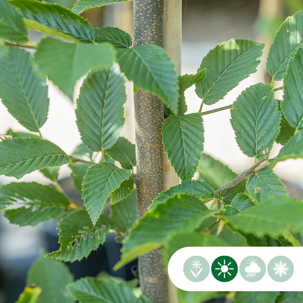 Zuil leihaagbeuk 150 cm