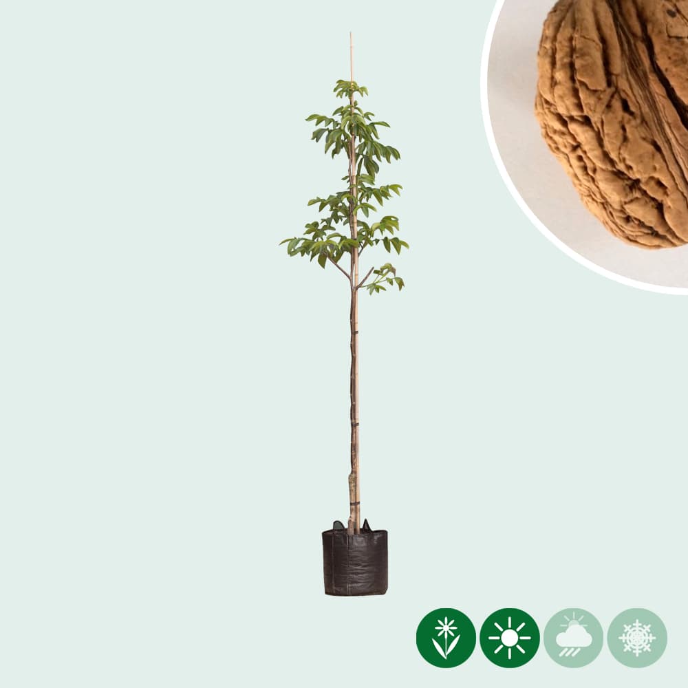 Juglans regia 'Bella Maria'