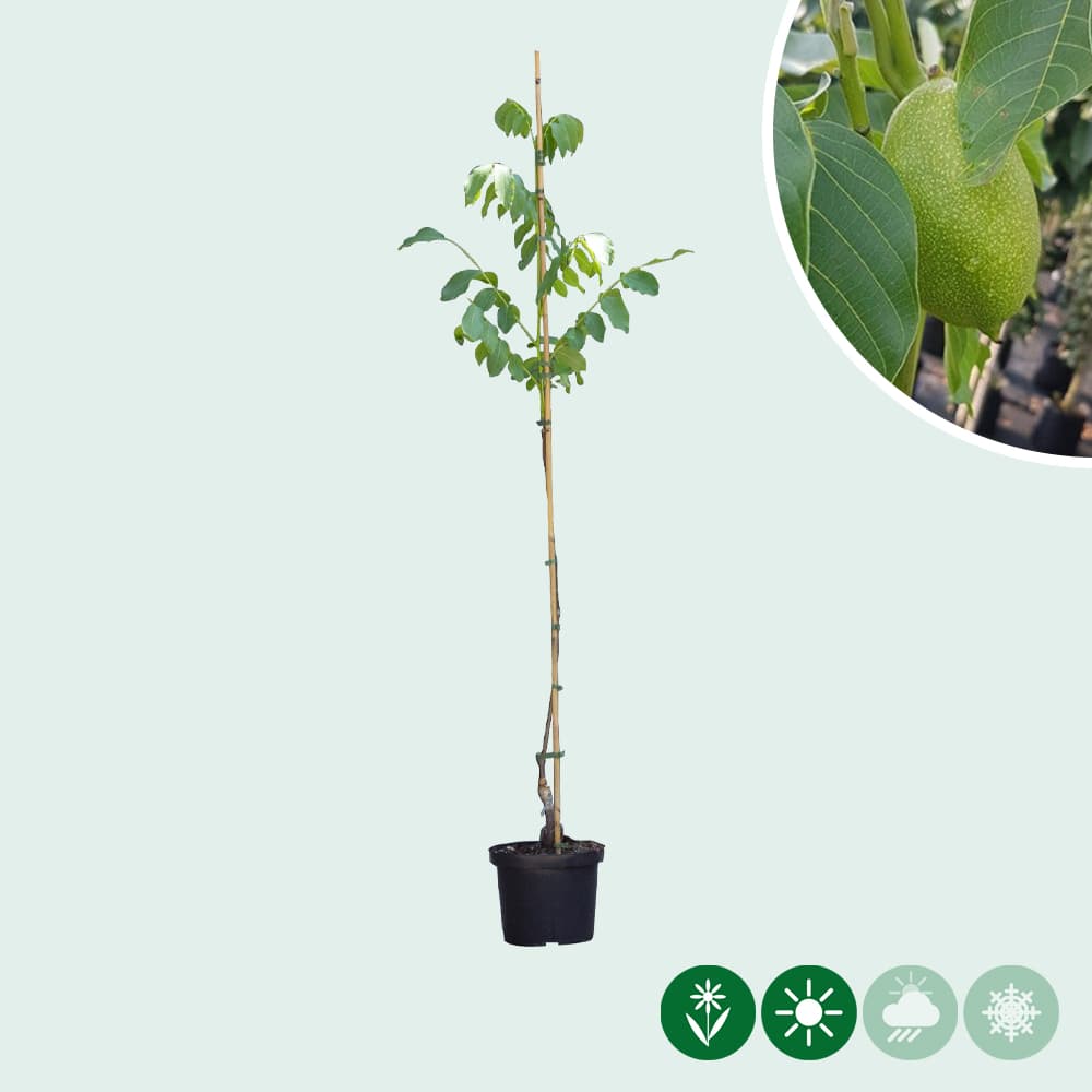 Walnotenboom 'Lange van Lod'