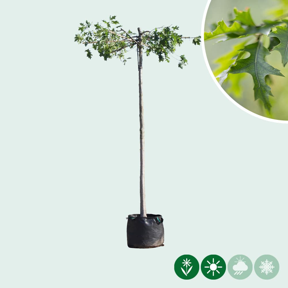 Moeraseik kruisdak 220 cm stamhoogte