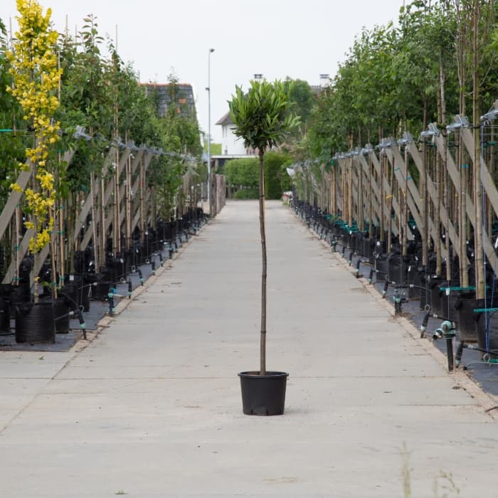 Bol laurier Otto Luyken 220 cm stamhoogte