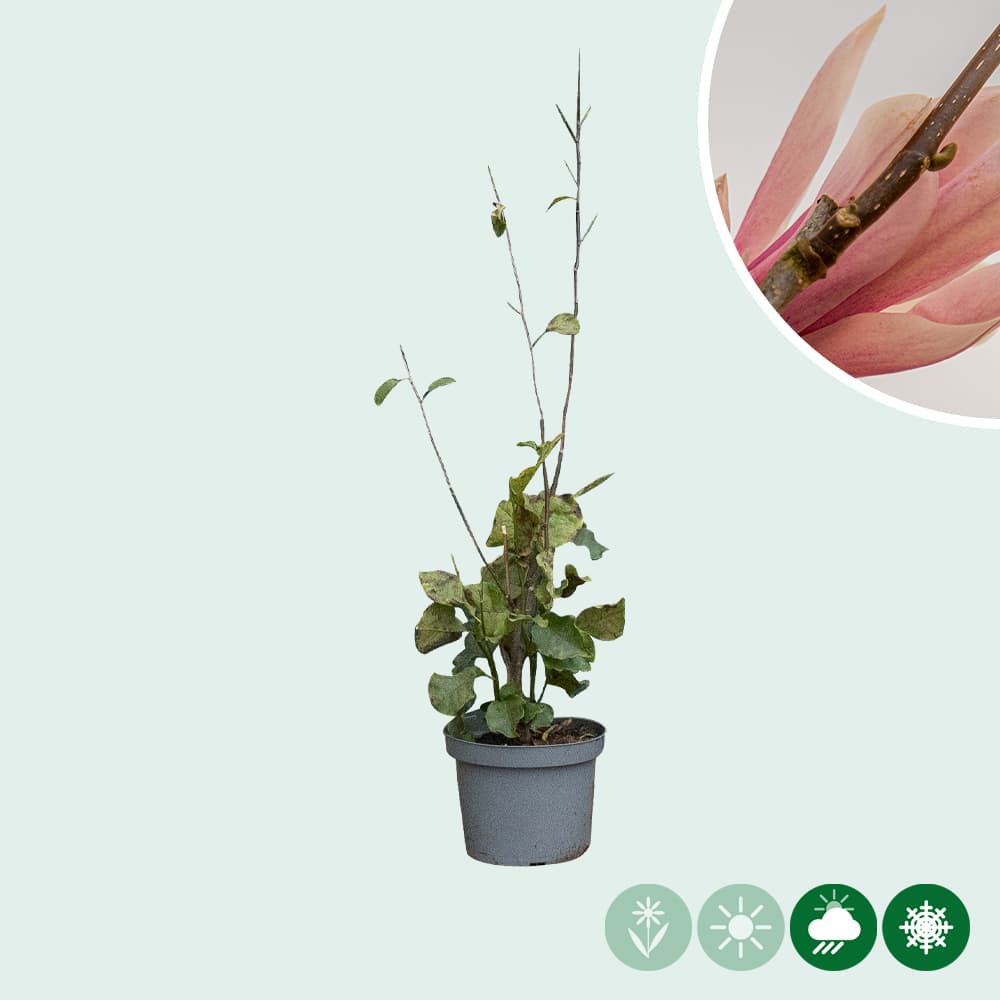 Magnolia 'Heaven Scent' struik