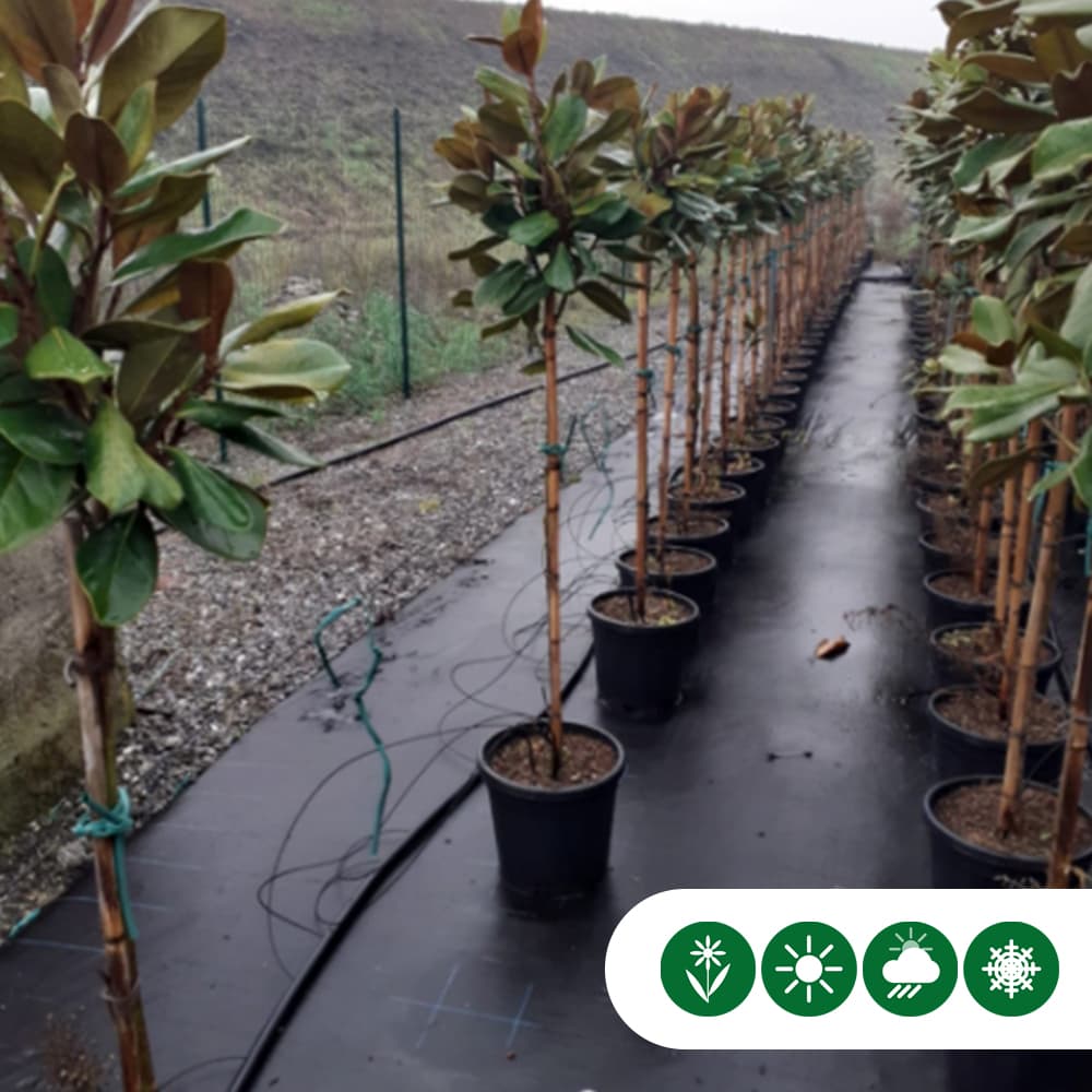 Magnolia grandiflora halfstam