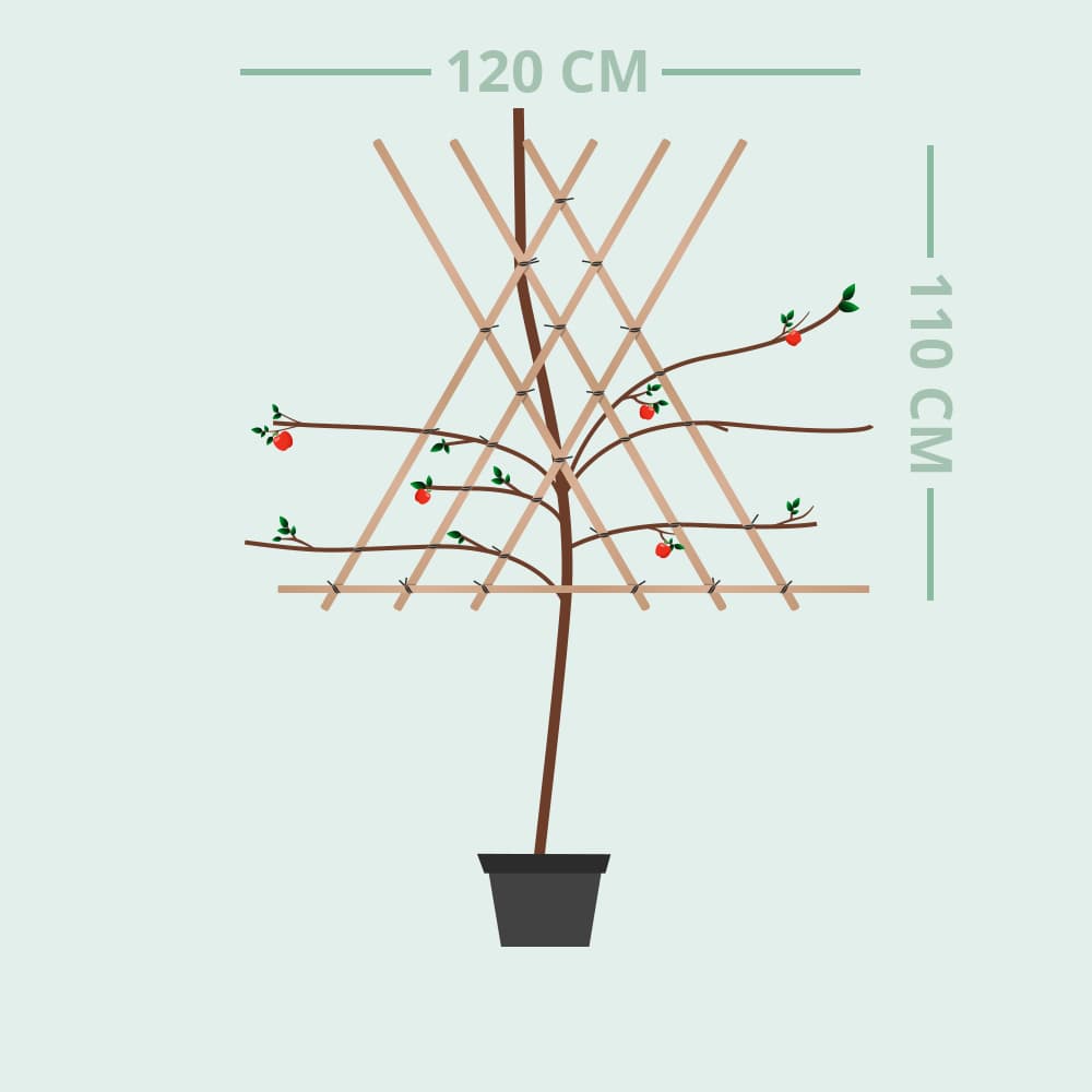 Malus d. 'Elstar' laagstam leiboom
