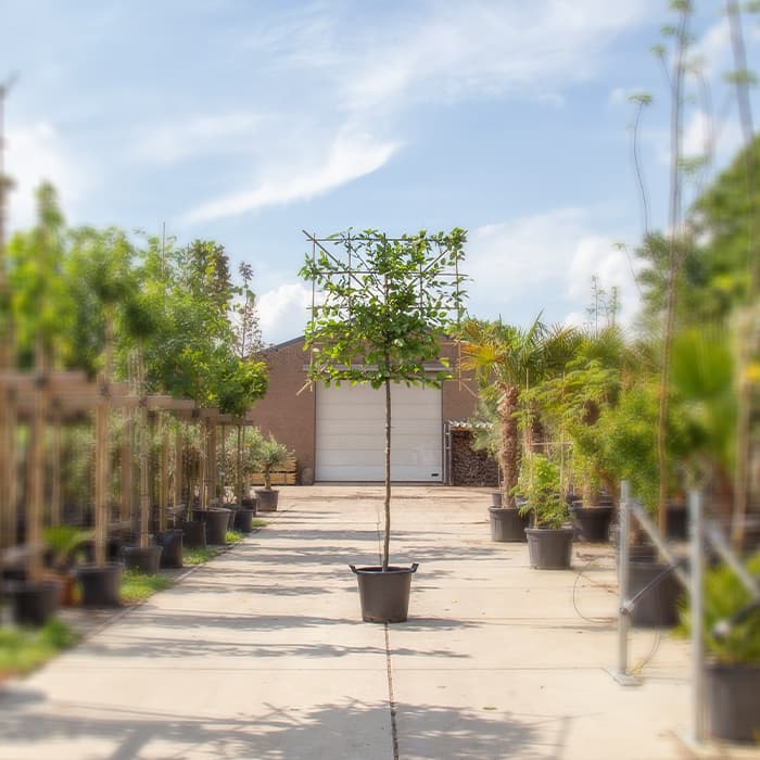 Leihaagbeuk 120 cm (120x120)