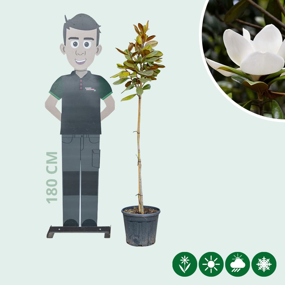 Magnolia grandiflora halfstam