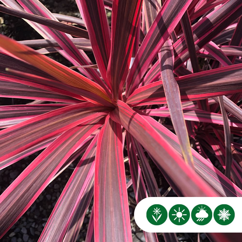 Roze koolpalm