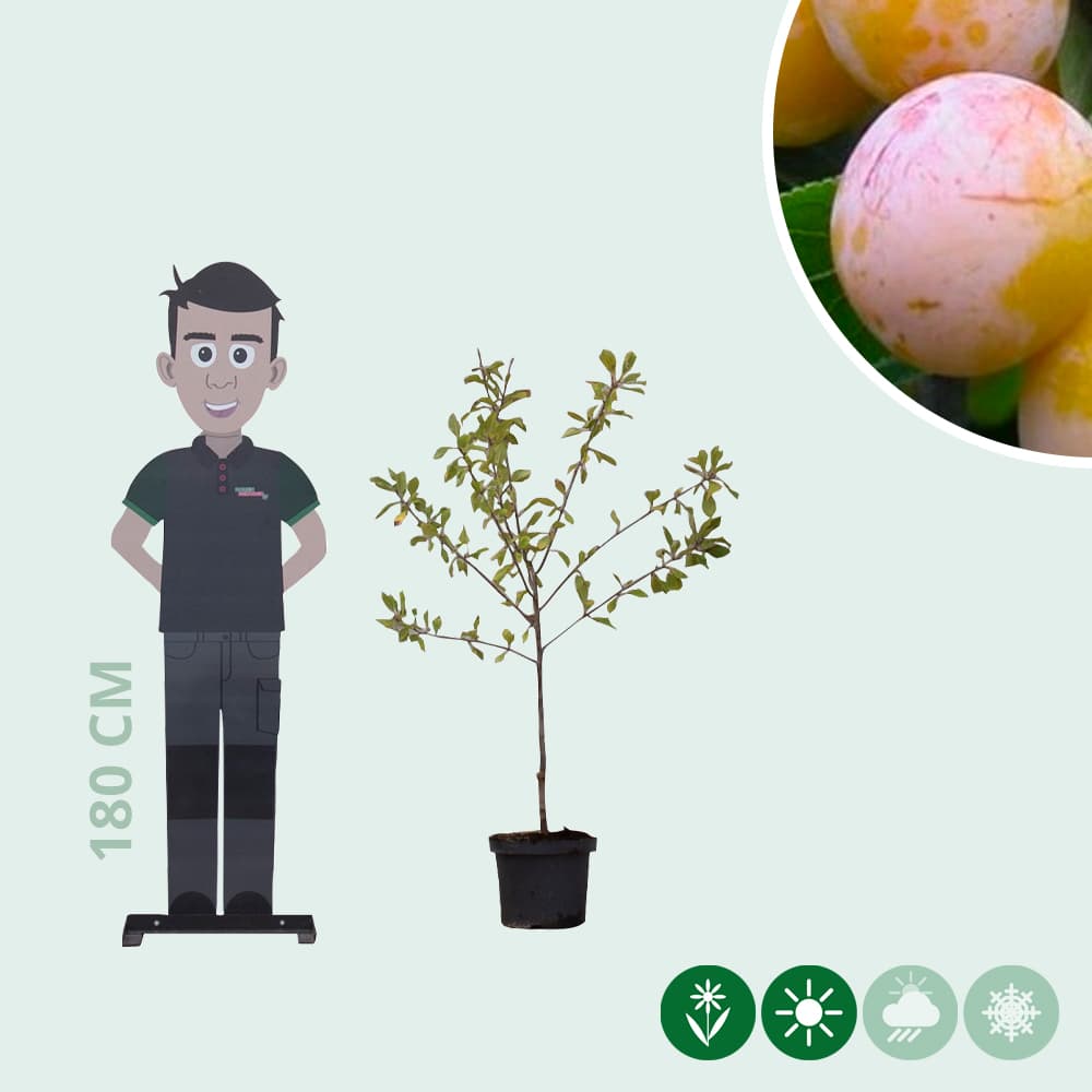 Zoete pruim 'Mirabelle de Nancy'